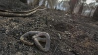 Orang Utan dan Beruang Aman, Hanya Ular dan Trenggiling yang Ditemukan Mati Akibat Karhutla di Kalimantan