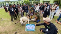 Masjid Raya An-Nur Sembelih 8 Sapi dan 3 Kambing, Daging Kurban Dibagikan kepada 500 Lebih Penerima
