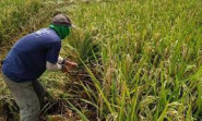 Selama 2023, Realisasi Luas Panen Padi di Riau Capai 51,91 Ribu Hektare