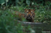 Pasca Harimau Terkam Pekerja HTI, BBKSDA Riau Pasang Lima Kamera Trap