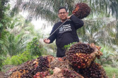 Periode 20–26 Maret 2024, Harga TBS Mitra Swadaya di Riau Naik Signifikan