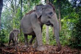 Gajah di Taman Nasional Way Kambas Diklaim Aman dari Amukan Api Karhutla