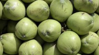 Apa Kamu Termasuk Kelompok yang Sebaiknya Rutin Minum Air Kelapa? Berikut Penjelasannya