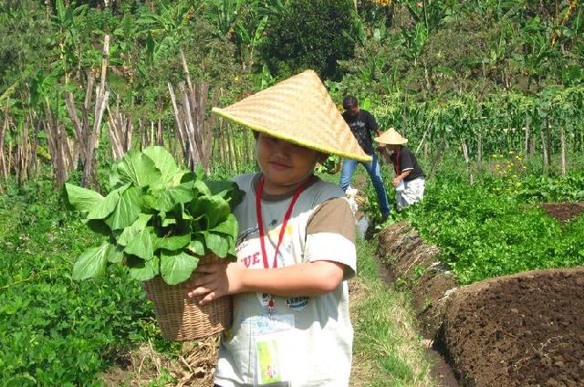 Pekanbaru Siapkan 4 Kecamatan Jadi Sentra Pertanian
