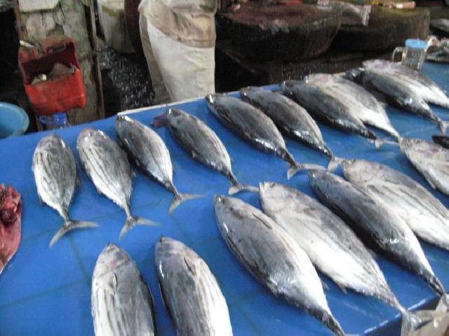 Indonesia Dapat Apresiasi Dunia Karena Penelitian Ikan Tuna