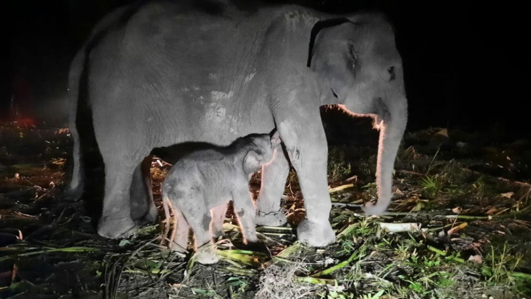 Alhamdulillah, Bayi Gajah Betina Ini Lahir di Riau