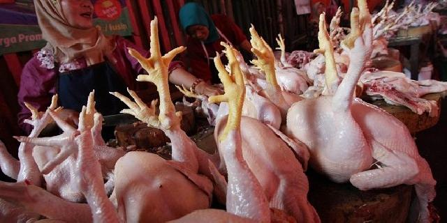  Jelang Idul Adha, Harga Daging Ayam Anjlok
