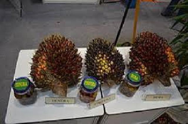 Petani Bukit Krikil Kembangkan Inovasi Gula Merah Sawit
