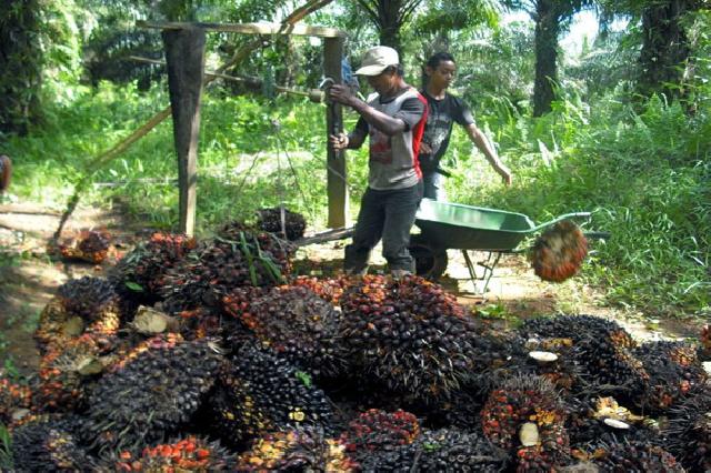  Minggu Ini, Harga TBS CPO Riau Naik Rp3,77 Per Kg