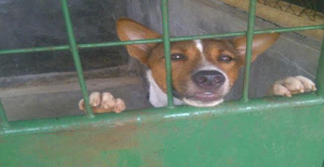 Sadis, 100 Anjing Liar Dikubur Hidup-hidup di China