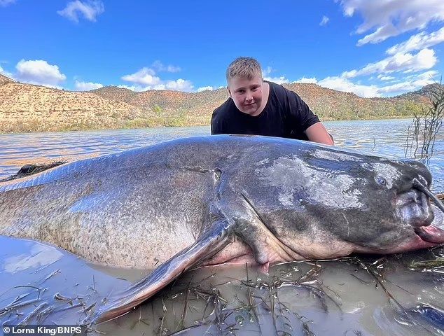 Wow, Ikan Lele Raksasa Kembali Tertangkap di Sungai AS dan Kanada