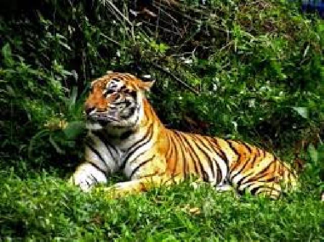 Wow,,,  Harimau Sumatera Tinggal Lima Ekor