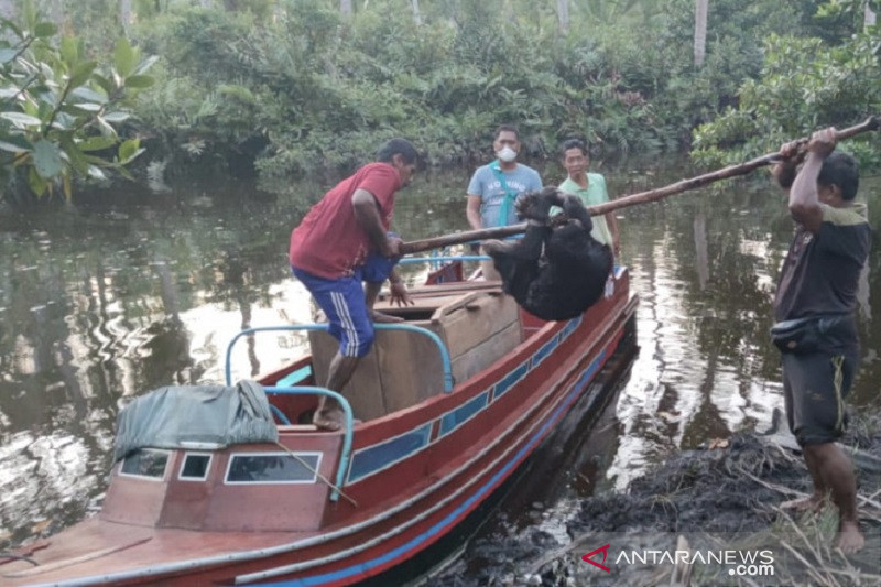 Setelah Dievakuasi, Beruang Madu di Inhil Diserahkan ke BKSDA Riau