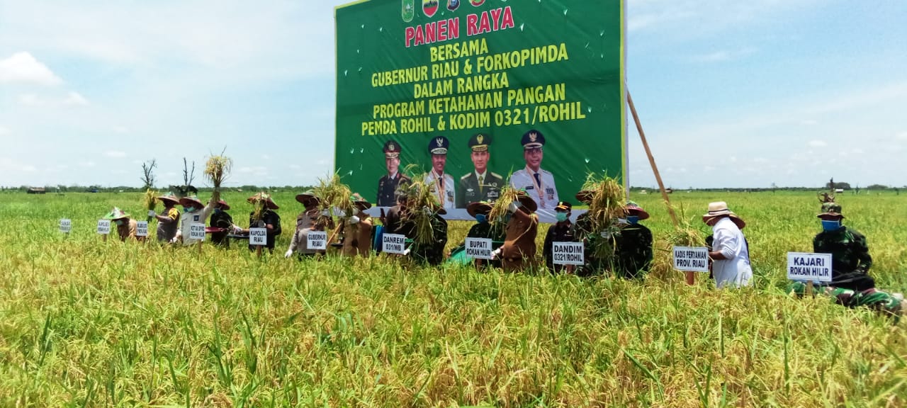 Gubernur  Riau Kapolda dan Danrem 031 Riau Hadiri Panen Raya di Rohil