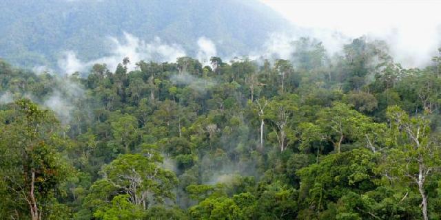  Prabowo: Tiap 10 Menit Hutan yang Rusak Capai 6 Lapangan Bola