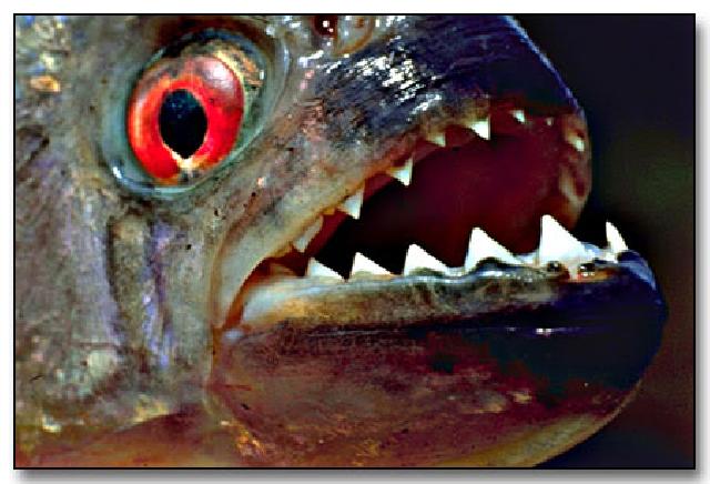  Wow, Ikan Piranha Serang Puluhan Orang di Argentina