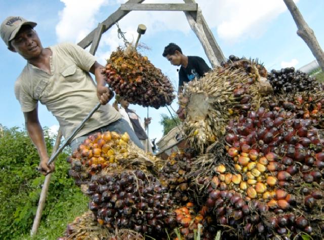 Minggu Ini,  Harga Sawit Riau naik Rp87.65 Per Kilogram
