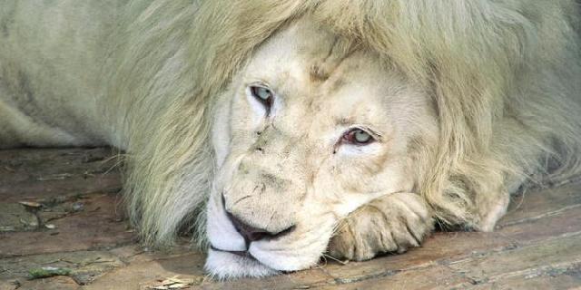  Waduh, Singa Koleksi Kebun Binatang di Riau Mati