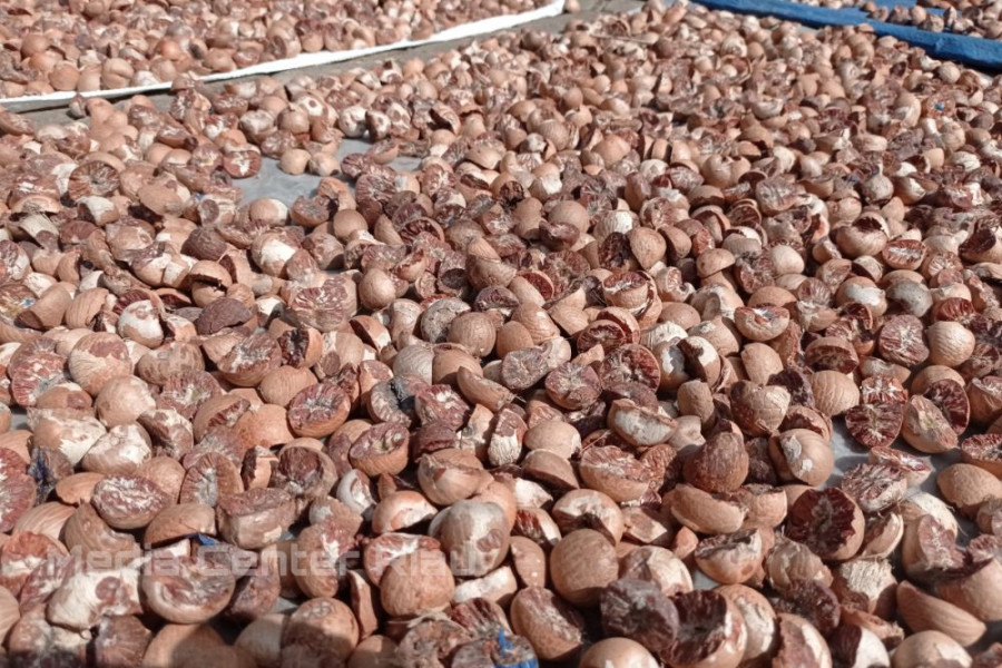 Harga Pinang Kering di Riau Turun Minggu Ini, Per Kilo Dihargai Rp4.425