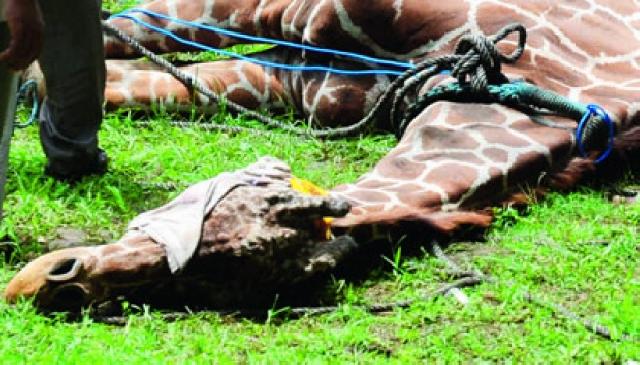  Wow, Kebun Binatang Surabaya Dianggap Terkejam di Dunia