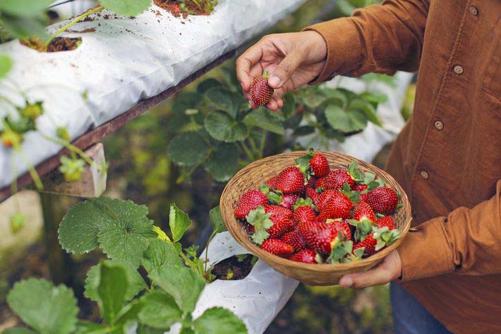 Wisata Petik Strawberri di Puncak Bogor Jadi Buruan Wisatawan: Serasa Jadi Petani Beneran