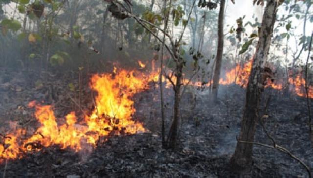 Padamkan Kebakaran, Anggota TNI Ini Hilang di Hutan Riau