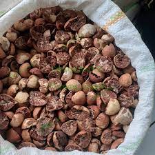 Harga Pinang Kering di Riau Minggu Ini Rp5.143 per Kg