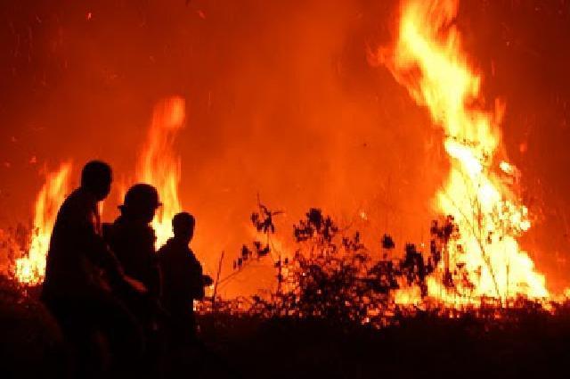  Api Terus Mengamuk, BPBD-Damkar Bengkalis Kewalahan 