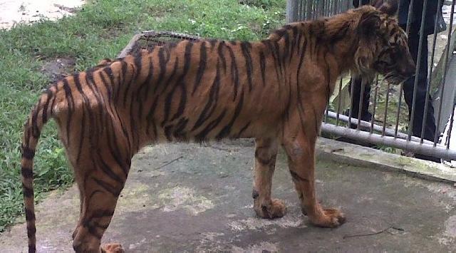 Melani, Harimau Sumatera Ini Sakit Karena Makanan Berformalin