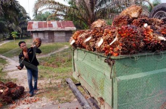 Harga TBS Sawit Riau Turun Rp19.75/kg di Pekan Ini