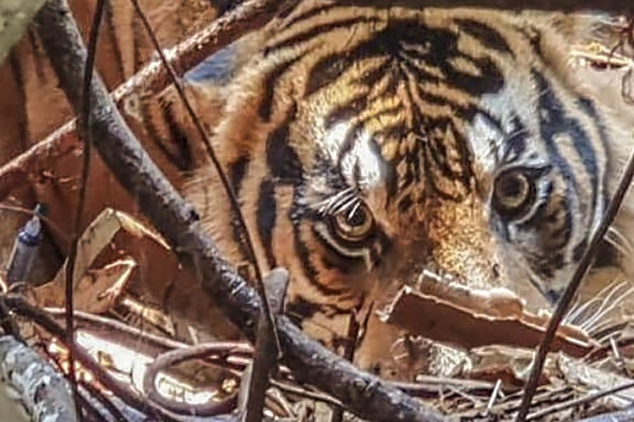Kampung Mengkapan Mencekam, Dua Ekor Sapi Warga Mati Diduga Diterkam Harimau