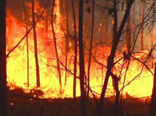 Kebakaran Hutan Butuh Partisipasi Warga