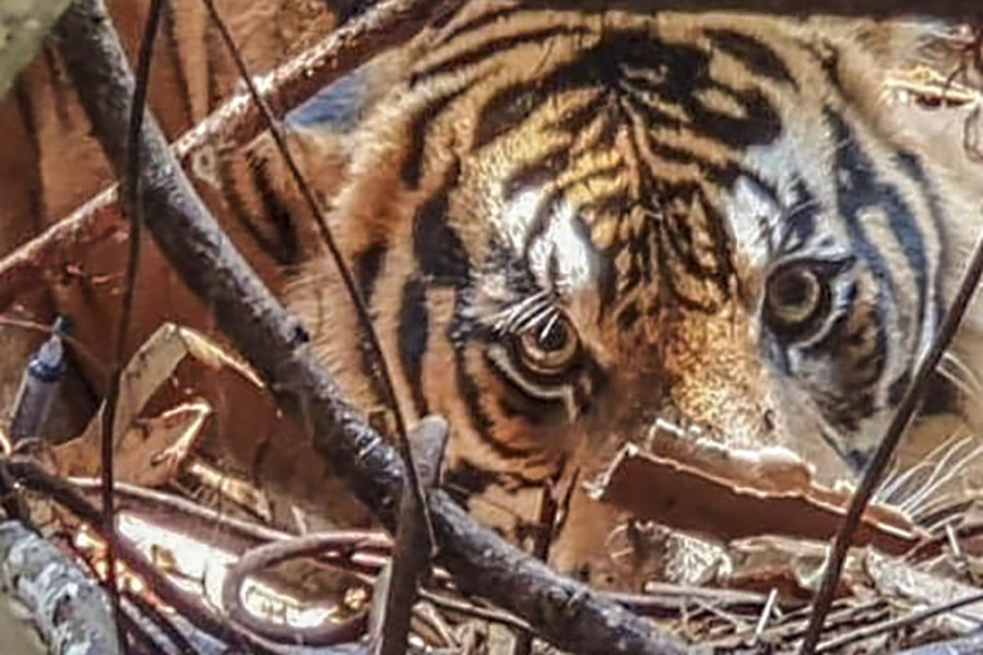 Terjadi Lagi, Pekerja Sawit Asal Siak Riau Tewas Diterkam Harimau