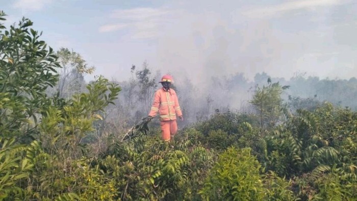 IKN Dikepung Karhutla, Wilayah Penyangga Dilanda Kebakaran