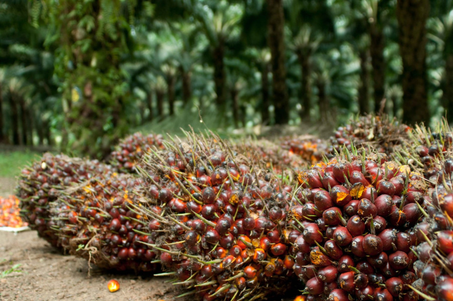 Harga TBS Turun, Petani Kelapa Sawit Swadaya Riau Mengelus Dada