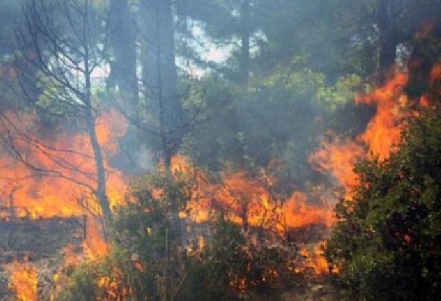 BNPB: Kerugian Kebakaran Riau Capai Rp 20 Triliun