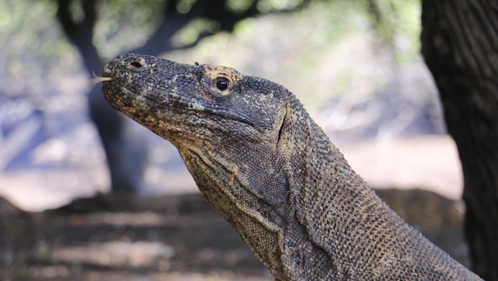Rencana Penutupan TN Komodo Dinilai akan Membuat Wisata Labuan Bajo Lumpuh
