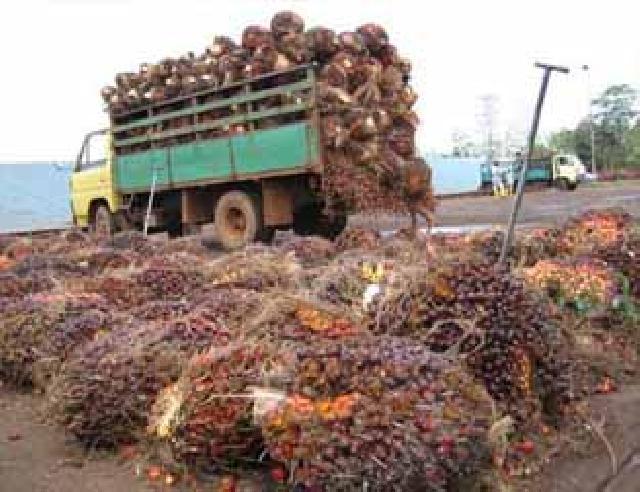 Banjir Bikin Rugi Petani Sawit dan Karet di Riau