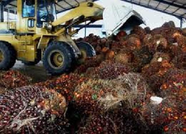  Waduh, 85 Pabrik Kelapa Sawit di Riau Diduga Gunakan Izin Palsu