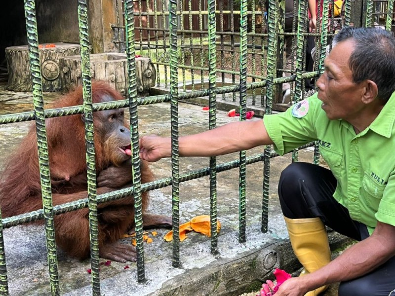 Bayi Orangutan Jantan Lahir di Riau, Menhut Beri Nama Ade