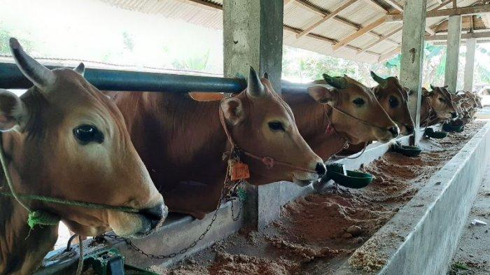 Hari Raya Idhul Adha Segera Tiba, Berikut Tips Memilih Hewan Kurban yang Benar