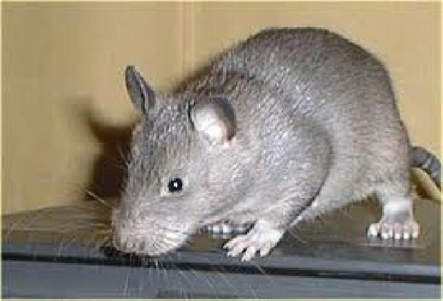 Tikus Mampu Deteksi Ranjau dan Bakteri TBC