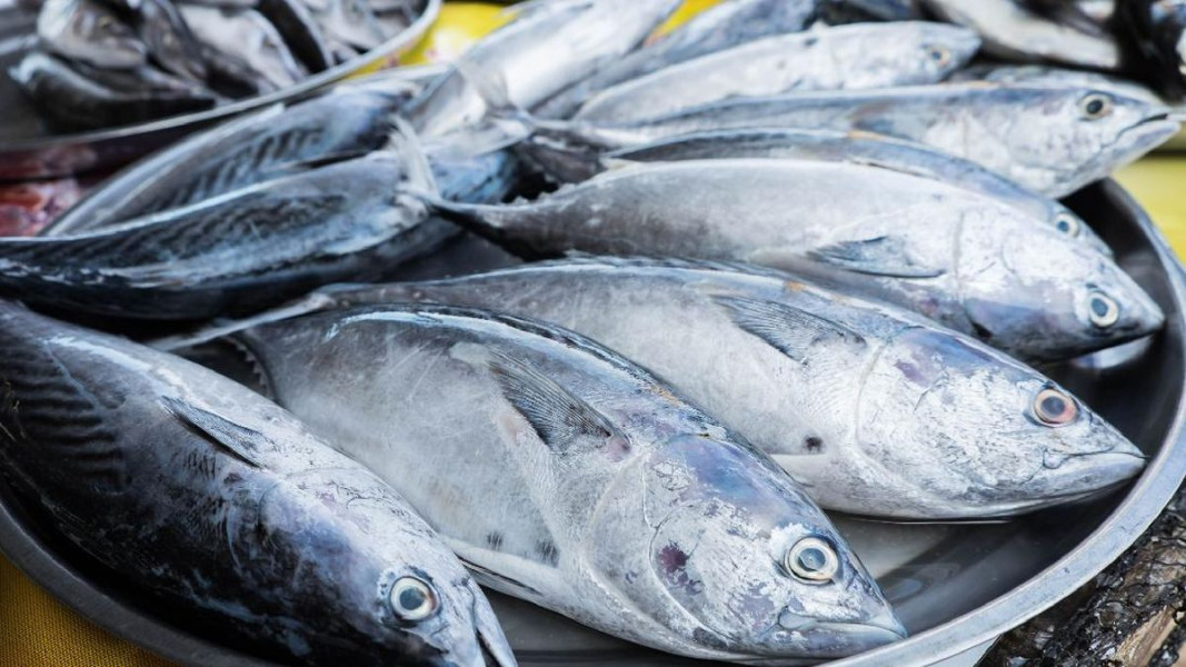 Hati-hati, 5 Ikan Ini Ternyata Mengandung Kolesterol Jahat bagi Tubuh
