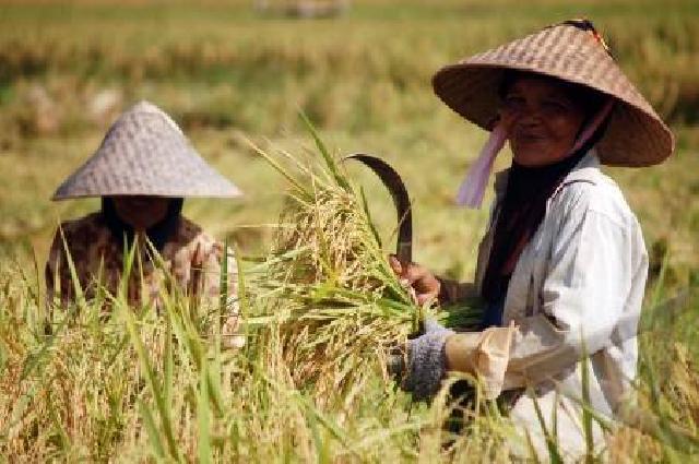 Hore, Pusat Bersedia Bantu Petani Riau
