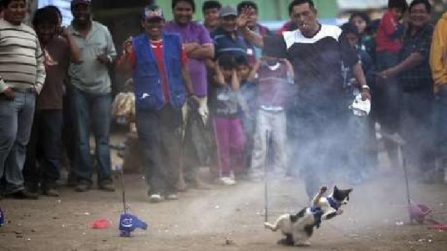 Ya Ampun, Ada Festival Tahunan di Peru dengan Ritual Makan Kucing 