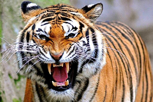 Hutan Terbakar, 4 Harimau Berkeliaran di Bengkalis