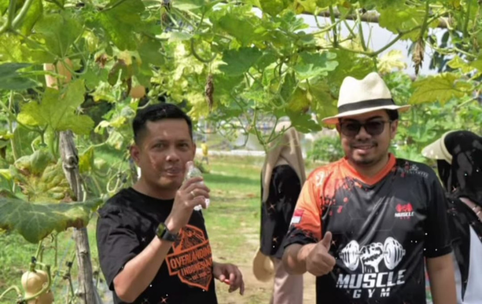 Wakil Ketua DPRD Pekanbaru Azwendi dan Ginda Panen Sayur Bersama Masyarakat di Kulim