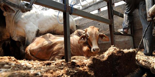 DPR diklaim dukung upaya impor sapi selain dari Australia