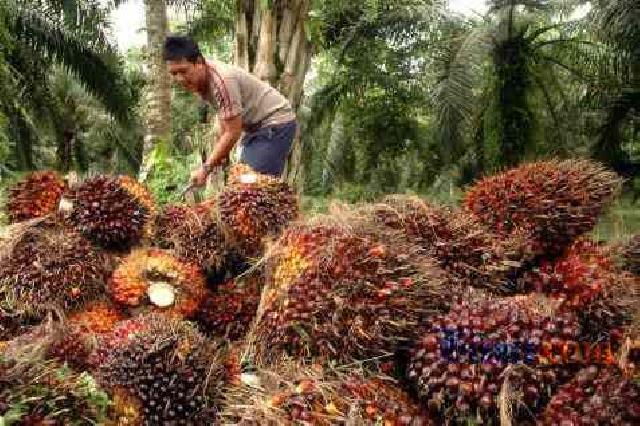  Anjloknya Harga CPO Pengaruhi Pemangkasan DBH Riau