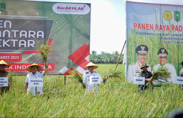 Gubernur Riau Bersama Bupati Rohil , Panen Raya Padi Nusantara Di Rimba Melintang